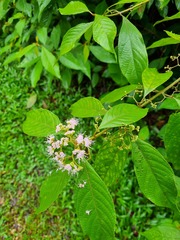 Callicarpa longifolia