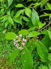 Callicarpa longifolia