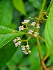 Callicarpa longifolia