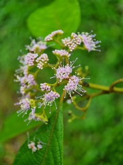 Callicarpa longifolia