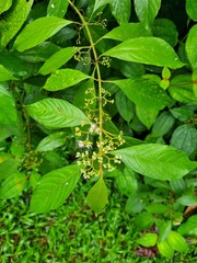 Callicarpa longifolia