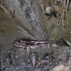 Periophthalmodon schlosseri