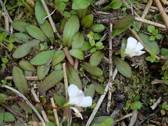 Mazus novaezeelandiae impolitus