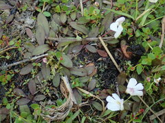 Mazus novaezeelandiae impolitus