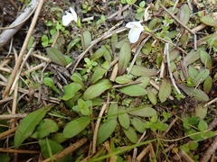 Mazus novaezeelandiae impolitus