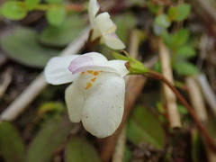 Mazus novaezeelandiae impolitus