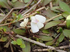 Mazus novaezeelandiae impolitus