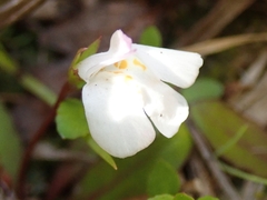 Mazus novaezeelandiae impolitus