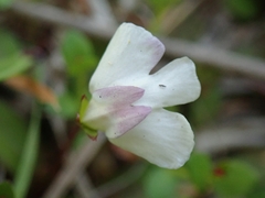 Mazus novaezeelandiae impolitus