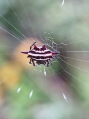 Gasteracantha doriae