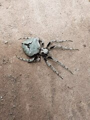 Eustala tribrachiata