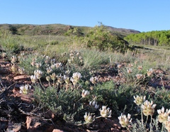 Astragalus arkalycensis