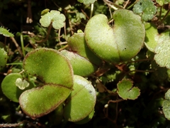 Corybas orbiculatus