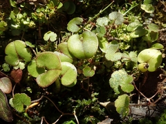 Corybas orbiculatus