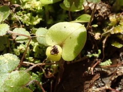 Corybas orbiculatus