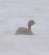 Poliocephalus rufopectus