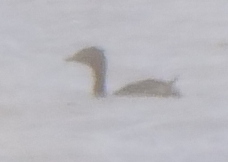 Poliocephalus rufopectus