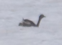 Poliocephalus rufopectus