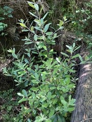 Pittosporum ralphii