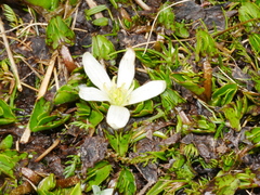 Caltha obtusa
