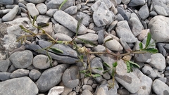Neptunia oleracea