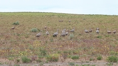 Cereopsis novaehollandiae