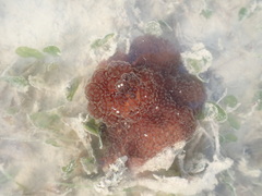 Alicia pretiosa