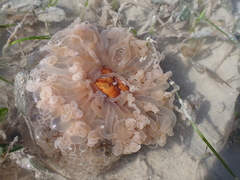 Alicia pretiosa