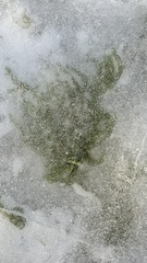 Draparnaldioides baicalensis