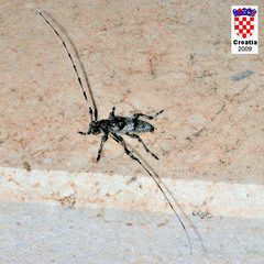 Acanthocinus griseus