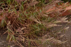 Melinis minutiflora