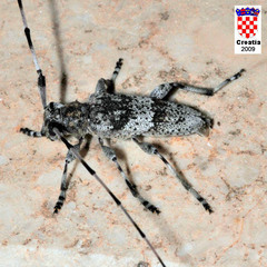 Acanthocinus griseus