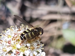 Dasysyrphus