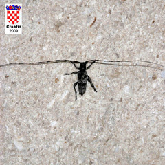 Acanthocinus griseus