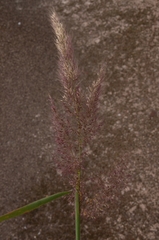 Melinis minutiflora