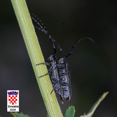 Agapanthia cardui