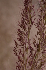 Melinis minutiflora