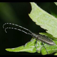 Agapanthia villosoviridescens