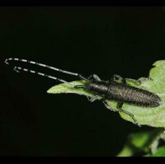 Agapanthia villosoviridescens