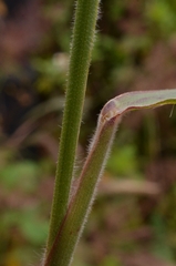 Melinis minutiflora