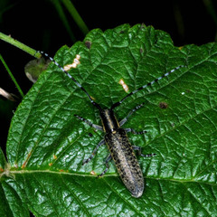 Agapanthia villosoviridescens