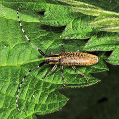Agapanthia villosoviridescens
