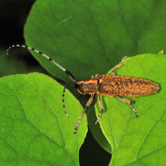 Agapanthia villosoviridescens
