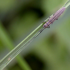 Calamobius filum