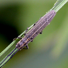 Calamobius filum
