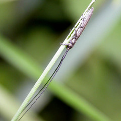 Calamobius filum