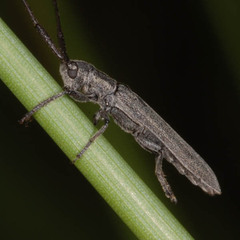 Calamobius filum