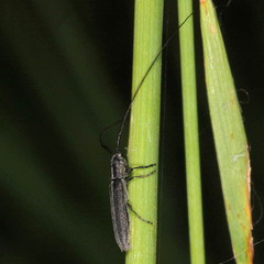 Calamobius filum