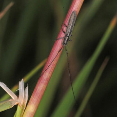 Calamobius filum