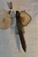 Atractocerus brevicornis